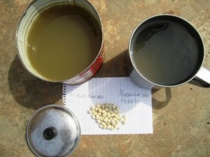 moringa_seed_improves_water
